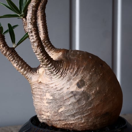 グラキリス φ9.5cm - 象牙宮-［No.47］× 坂本新 作 作品【 LUSTER BLACK 】3号 植木鉢 笠間焼