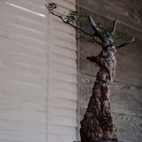 発根済 オペルクルカリア パキプス［No.53］  ×  松野然 作「ZEN」4号 植木鉢