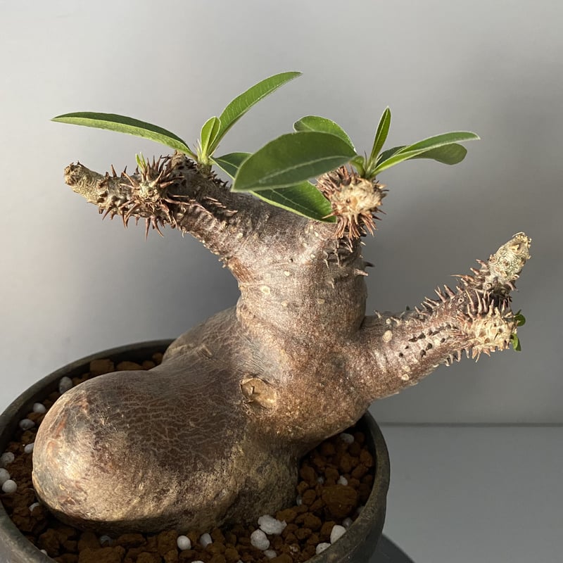 発根済 マカイエンセ 魔界玉 現地株 BG-122 × S.N.Pot - horizon -