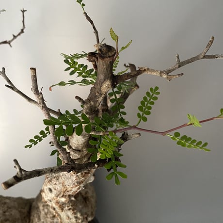 発根済 オペルクリカリア パキプス P-11  × 小野瀬 一 作品「the first plants wear」 7号 植木鉢