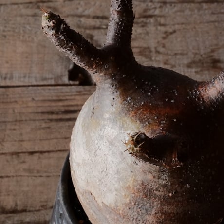 グラキリス φ10cm  - 象牙宮- ［No.80］  ×   根本峻吾 作 S.N POT type.cylinder「 迅雷」3.5号 植木鉢 笠間焼