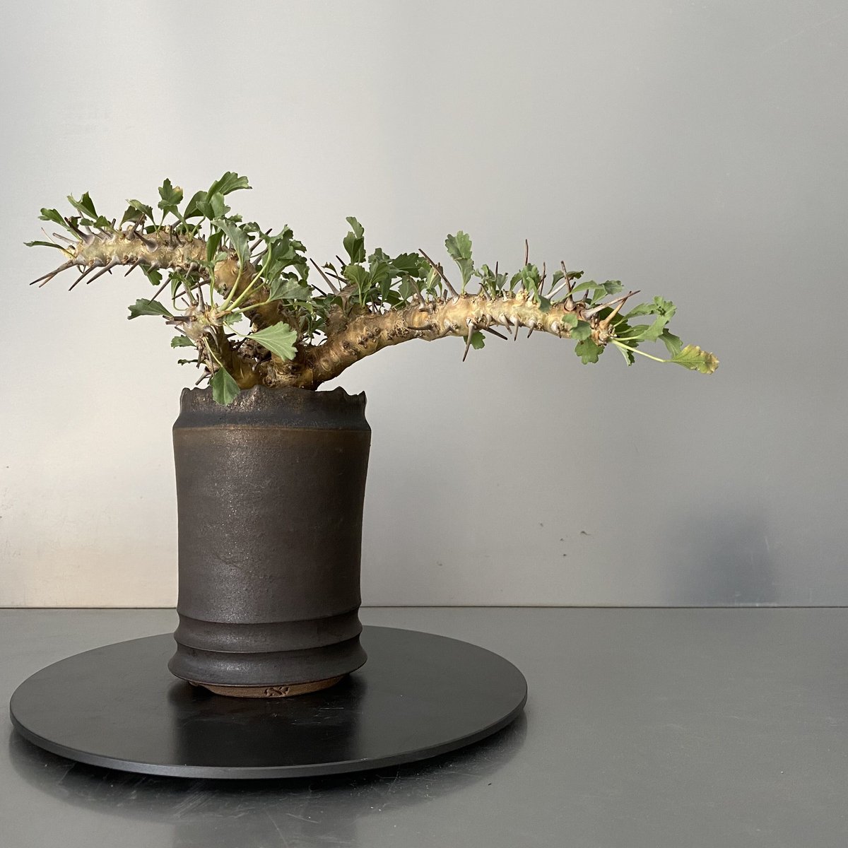 モンソニア サルコカウロン クラシカウレ 発根済 現地株 MS-02 × S.N.