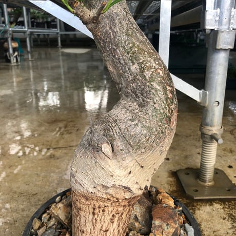 特大 バオバブ アダンソニア 変形タイプ / Baobab Adansonia［No.01］
