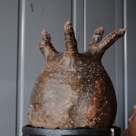 グラキリス φ10cm  - 象牙宮- ［No.80］  ×   根本峻吾 作 S.N POT type.cylinder「 迅雷」3.5号 植木鉢 笠間焼