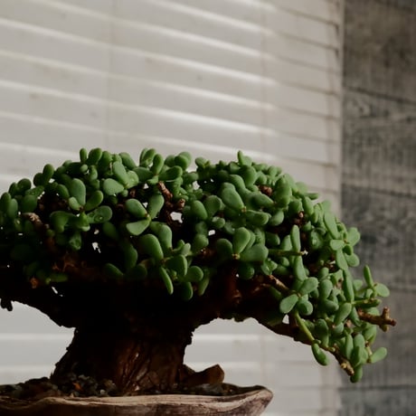 ケラリア ピグマエア［No.25］  ×   沼野秀章 作「 刻ム音 」4号 植木鉢 笠間焼