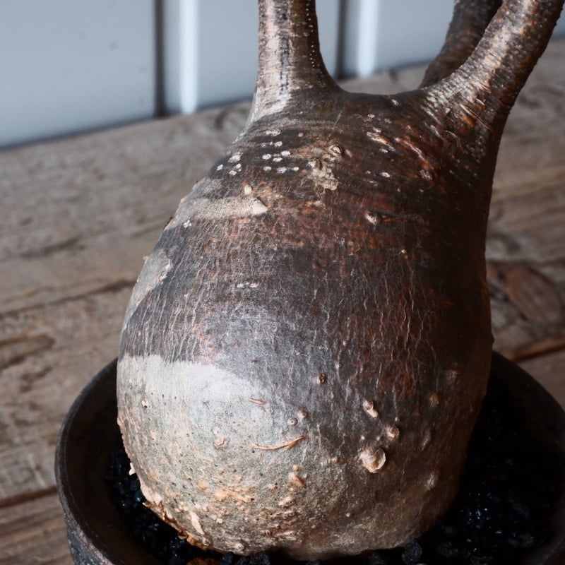 グラキリス φ9.5cm - 象牙宮 - ［No.42］ × 沼野秀章 作「 black