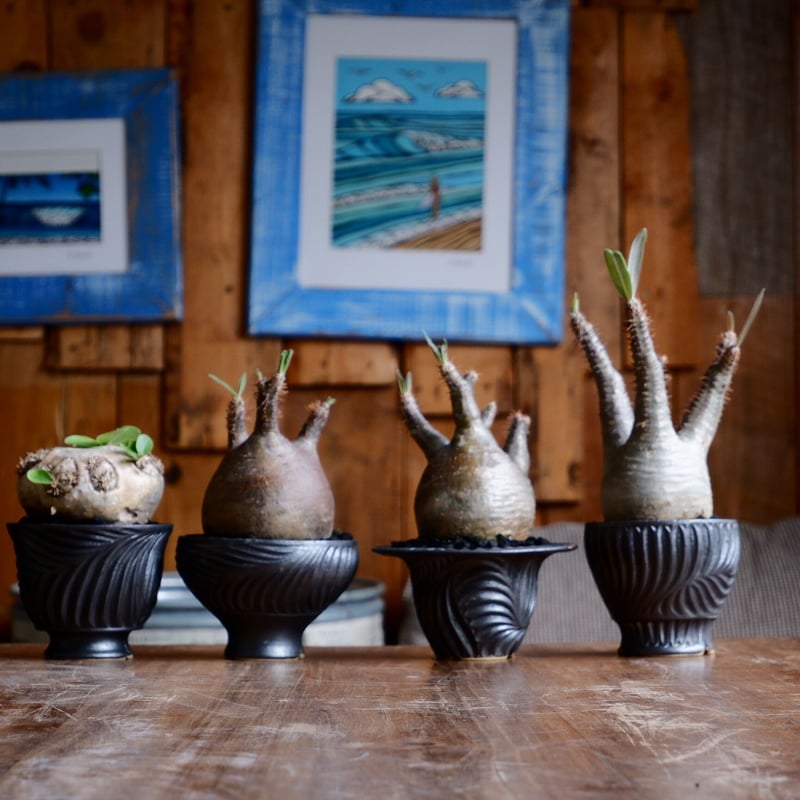 オペルクリカリア デカリー 根差し［No.54］ × 新里竜子 作 「RYUSEN