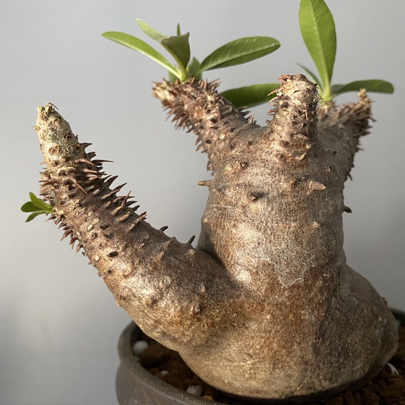 発根済 マカイエンセ 魔界玉 現地株 BG-122 × S.N.Pot - horizon