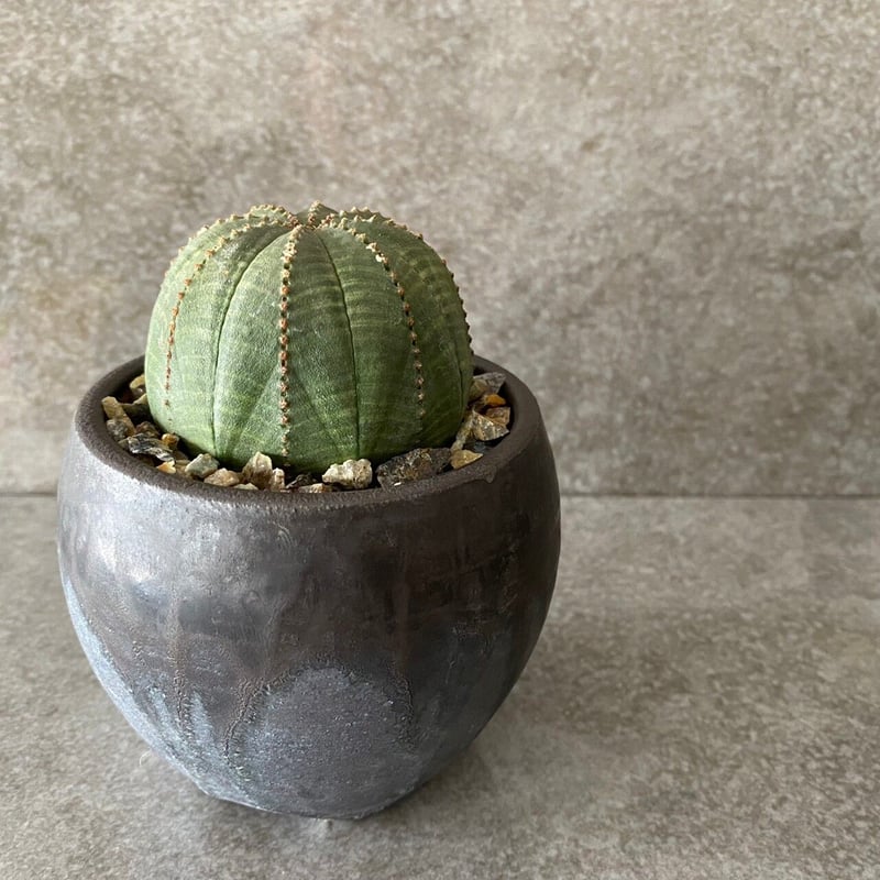 ユーフォルビア・オベサ 陶器鉢付き ユーフォルビア：オベサ 陶器鉢植え の通販 | 園芸ネット