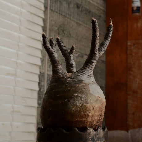 グラキリス  - 象牙宮 - ［No.133］  ×   根本峻吾 作 S.N POT type.round「 黒焔 - kokuen - 」3号 植木鉢 笠間焼