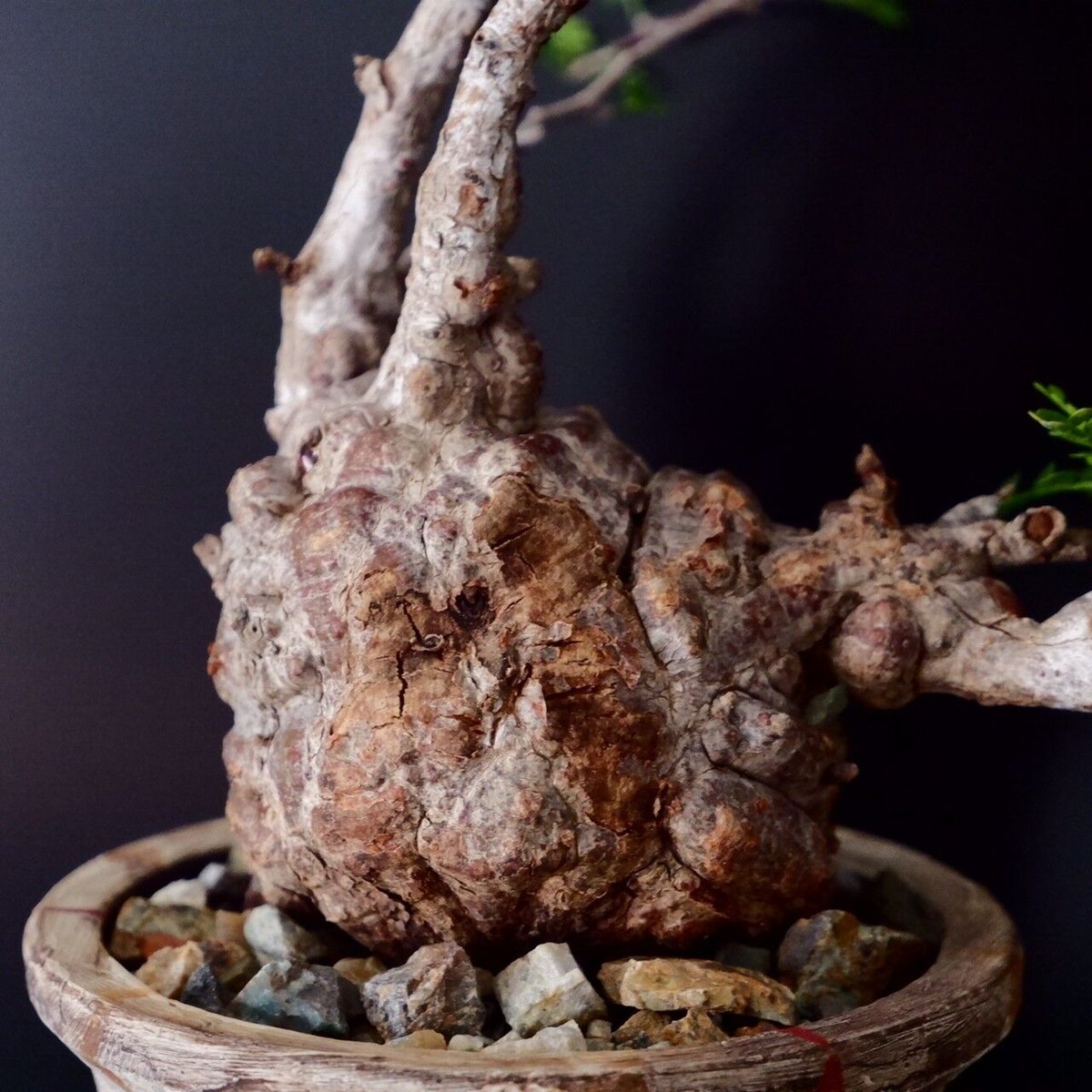 オペルクリカリア・パキプス　まん丸コンパクト　　ミニパキプス オペルクリカリア・パキプス まん丸コンパクト ミニパキプス