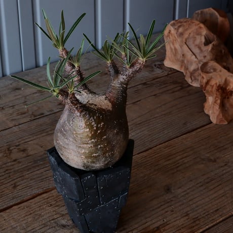 グラキリス φ9.5cm  - 象牙宮 -［No.220］  × 沖誠 作「 Rivet - 燻銀彩 - / 五角 」 3号 植木鉢 笠間焼