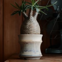 グラキリス  - 象牙宮 -［No.74］  ×  杉山悠 作 笠間焼 植木鉢 S［φ8.5cm］