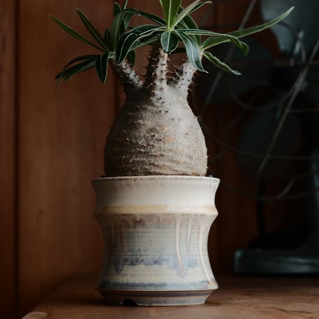 レア　ニブリア綴化×杉山悠　鉢　セット　斑入り レア ニブリア綴化×杉山悠 鉢 セット 斑入り - メルカリ