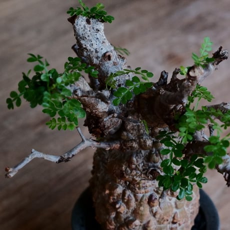 オペルクリカリア パキプス［No.44］  ×   沼野秀章 作「 black wrap 」3号 植木鉢 笠間焼