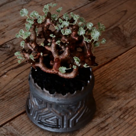 ペラルゴニウム ミラビレ［No.84］  ×   根本峻吾 作 S.N POT type.cylinder「 鐵 - 黑焰 - 」 4号 植木鉢