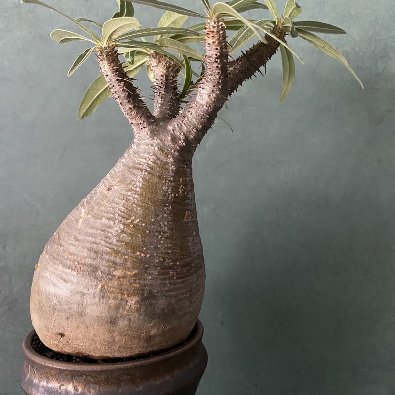 発根済 グラキリス BG-244 × S.N.Pot - horizon - 3号鉢 ［作家