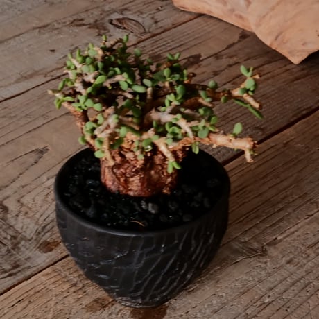 ケラリア ピグマエア［No.77］  × 沼野秀章 作品【  Black Wrap 】3号 植木鉢 笠間焼