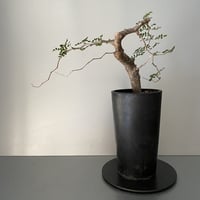 コミフォラ ストックシアナ No.24 × 