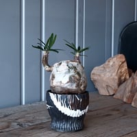 グラキリス - 象牙宮 -［No.76］ × 杉山悠 作 笠間焼 植木鉢 S［φ8.5c