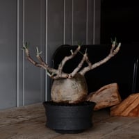 グラキリス φ10.5cm  - 象牙宮 -［No.230］  × 沖誠 作「  Narrow Border / shallow cylinder」 4.5号 植木鉢 笠間焼