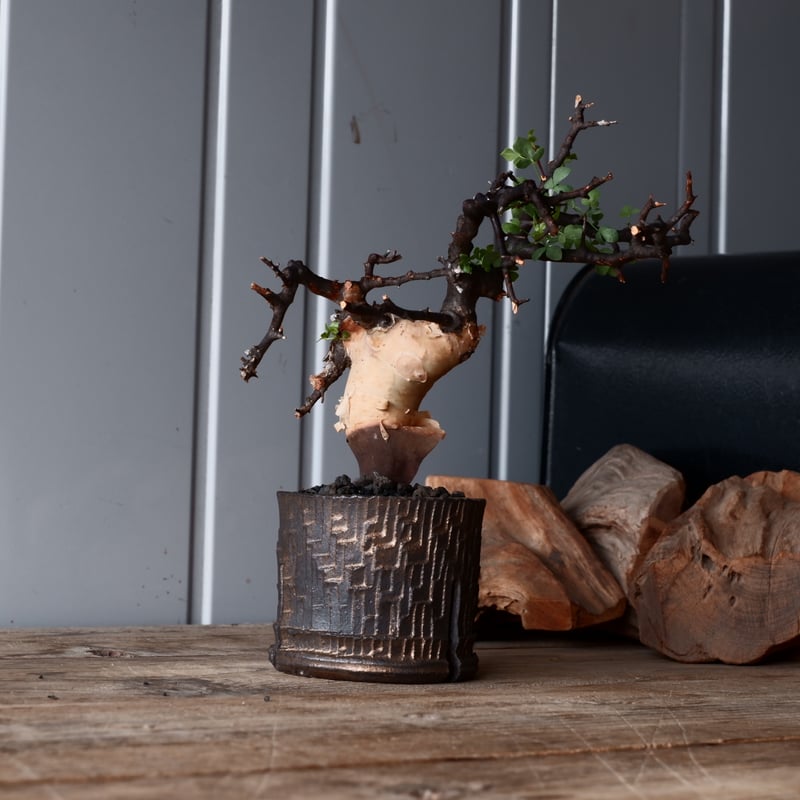 コミフォラ カタフ ピュア 輸入株 発根済［No.10］ × 沼野秀章 作品