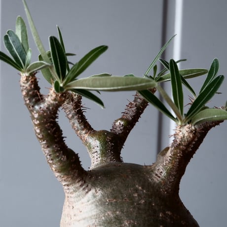 グラキリス φ9cm - 象牙宮-［No.48］× 坂本新 作 作品【 LUSTER GREY 】3号 植木鉢 笠間焼
