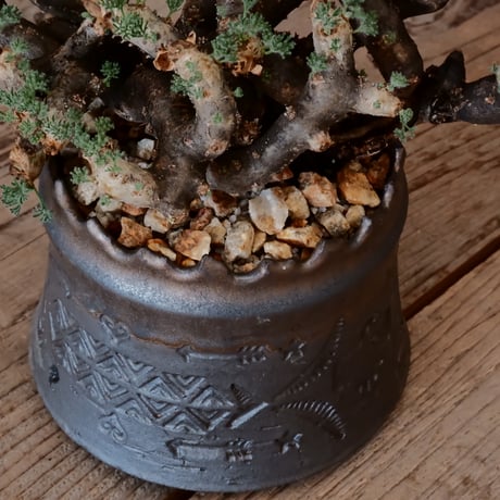 【大株 / w23cm】サルコカウロン ムルチフィズム［No.03］  ×   根本峻吾 作 S.N POT type.cylinder「 刻印  -kokuin- 」 4号 植木鉢