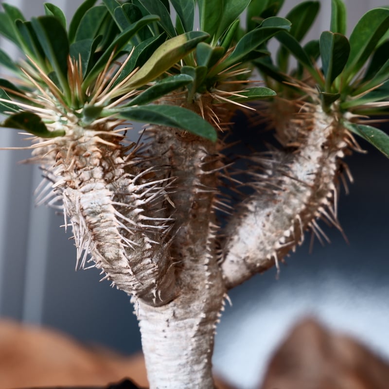 （超特選）ユーフォルビア ギラウミニアナ　大株　【コレクション株】 ユーフォルビア ギラウミニアナ 輸入株［No.48］ 4号鉢