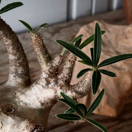 グラキリス φ8cm - 象牙宮 -［No.56］  × 磯部祐介 作「 彩 - sai - 」3号 植木鉢 笠間焼