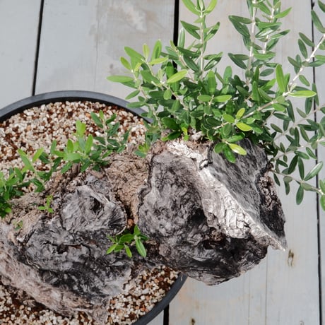 Old Olive 古木オリーブ［No.20］× 12号皿鉢 (φ36cm)