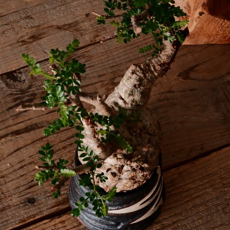 オペルクリカリア パキプス φ9cm［No.18］  ×   根本峻吾 作 S.N POT type.cylinder「 雷電 」 3号 植木鉢