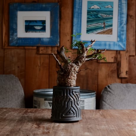 オペルクリカリア パキプス φ7.5cm［No.20］  ×  根本峻吾 作 S.N POT type.tall「 鐡 - kurogane - 」3号 植木鉢 笠間焼
