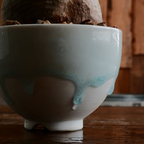 グラキリス - 象牙宮 -［No.119］  ×  小林 哲也 作 「雫」- bowl type - 4号 植木鉢