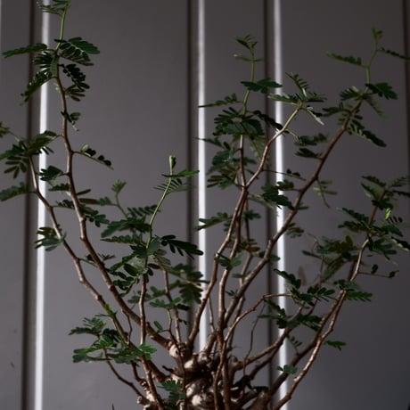 センナ メリディオナリス 輸入株［No.37］  × 松野 然 作 「ZEN」4.5号 植木鉢