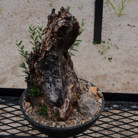 Old Olive 古木オリーブ［No.03］× 10号浅鉢(φ30cm)