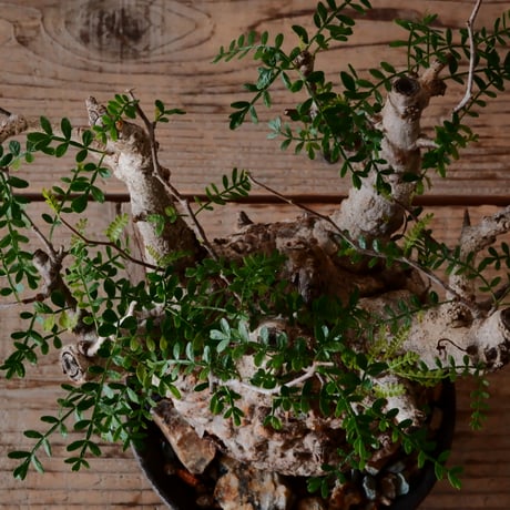 オペルクリカリア パキプス φ 12cm［No.40］  × 沼野秀章 作 【 black wrap 】4号 植木鉢 笠間焼