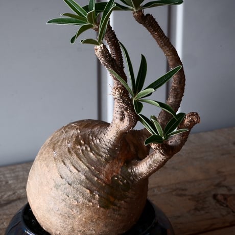 グラキリス φ9.5cm - 象牙宮-［No.47］× 坂本新 作 作品【 LUSTER BLACK 】3号 植木鉢 笠間焼