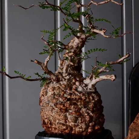 オペルクリカリア パキプス φ 14cm［No.33］  × 沖誠 作「Spilal - 燻銀彩 - / round 」 4号 植木鉢 笠間焼