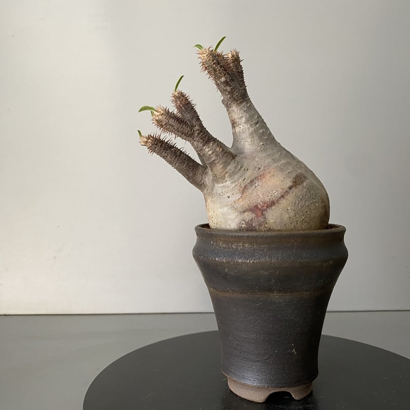 発根済 グラキリス 現地株 BG-154 × S.N.Pot - horizon - 3号鉢