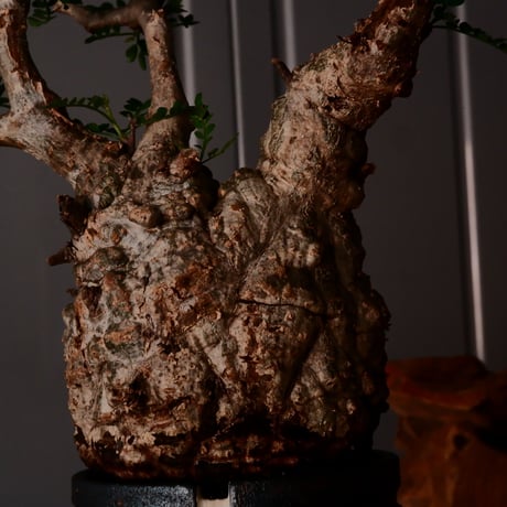 オペルクリカリア パキプス φ9cm［No.18］  ×   根本峻吾 作 S.N POT type.cylinder「 雷電 」 3号 植木鉢