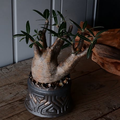 二頭 グラキリス φ12cm  - 象牙宮- ［No.37］  ×   根本峻吾 作 S.N POT type.cylinder「 鐡 - 黒焔 - 」4号 植木鉢 笠間焼