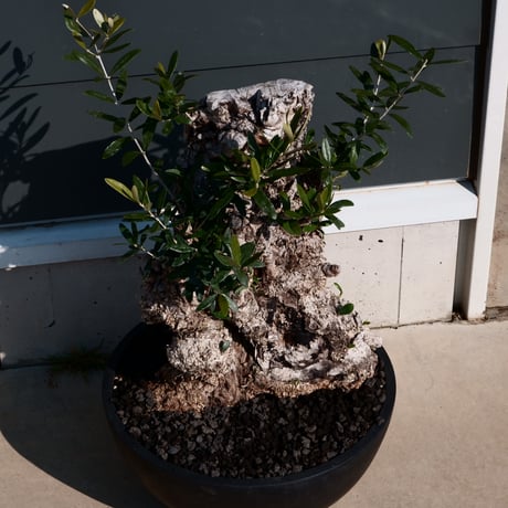 Old Olive 古木オリーブ［No.06］× 10号皿鉢 (φ30cm)