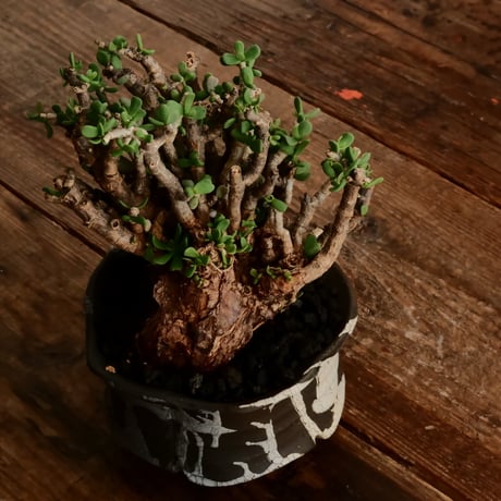 《 size L》ケラリア ピグマエア［No.102］  ×   沼野秀章 作「 black wrap 」4号 植木鉢 笠間焼