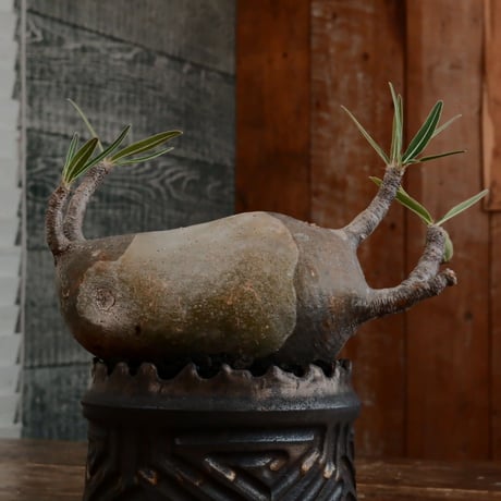 双頭グラキリス - 象牙宮- ［No.173］  ×   根本峻吾 作 S.N POT type.cylinder「 鐡 - 黒焔 - 」4号 植木鉢 笠間焼