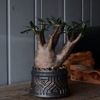 二頭 グラキリス φ12cm  - 象牙宮- ［No.37］  ×   根本峻吾 作 S.N POT type.cylinder「 鐡 - 黒焔 - 」4号 植木鉢 笠間焼