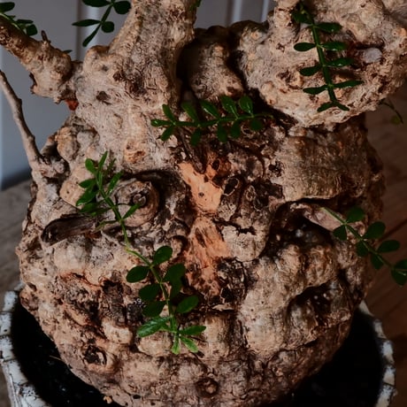 オペルクリカリア パキプス φ 13cm［No.03］  ×   根本峻吾 作 S.N POT  type.slim「 月光ノ爪牙 」 5号 植木鉢 笠間焼