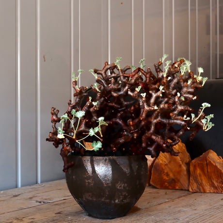 【 大株 】ペラルゴニウム ミラビレ［No.86］  × 沼野秀章 作品【  black wrap 】4号 植木鉢 笠間焼