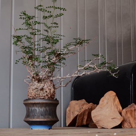 杉山悠 植木鉢