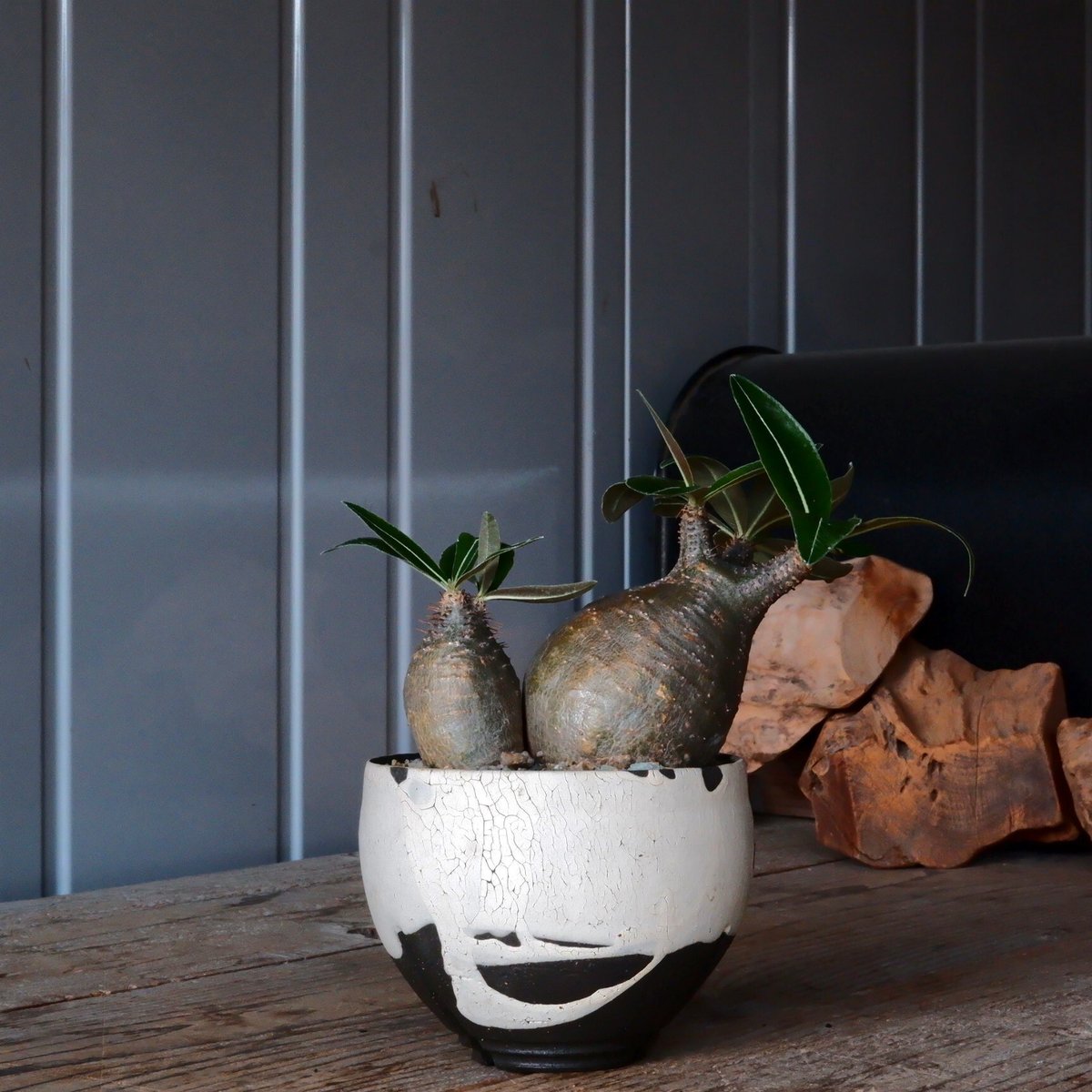 人気のチビグラキリス2個セット